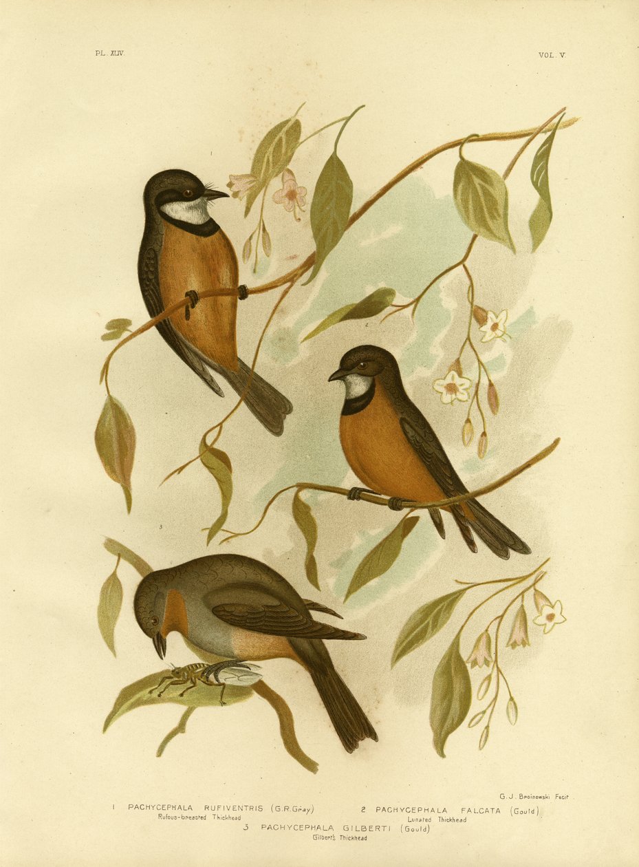 Rufous Whistler, 1891 autorstwa Gracius Broinowski
