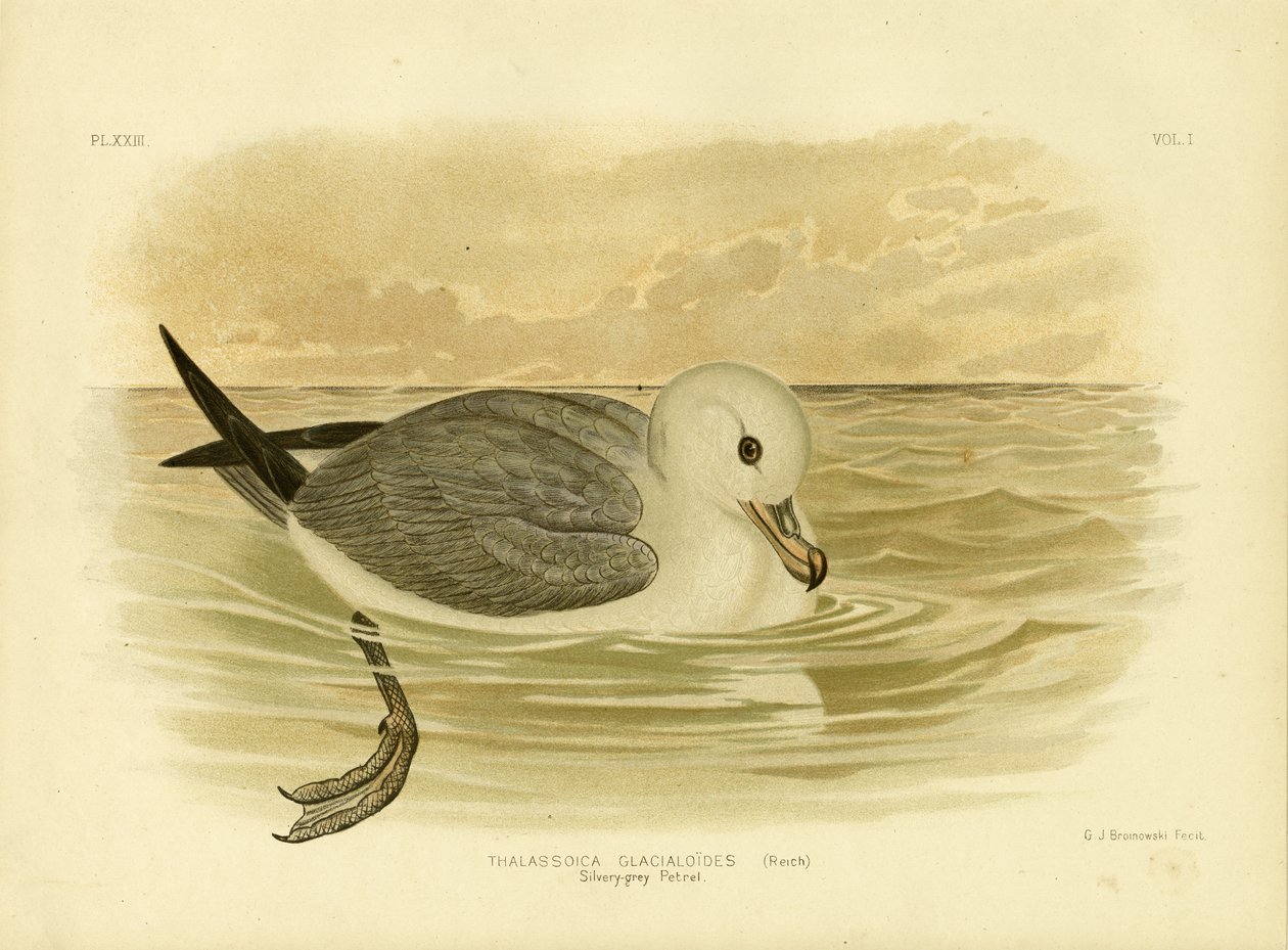 Petrel srebrzystoszary, 1891 autorstwa Gracius Broinowski
