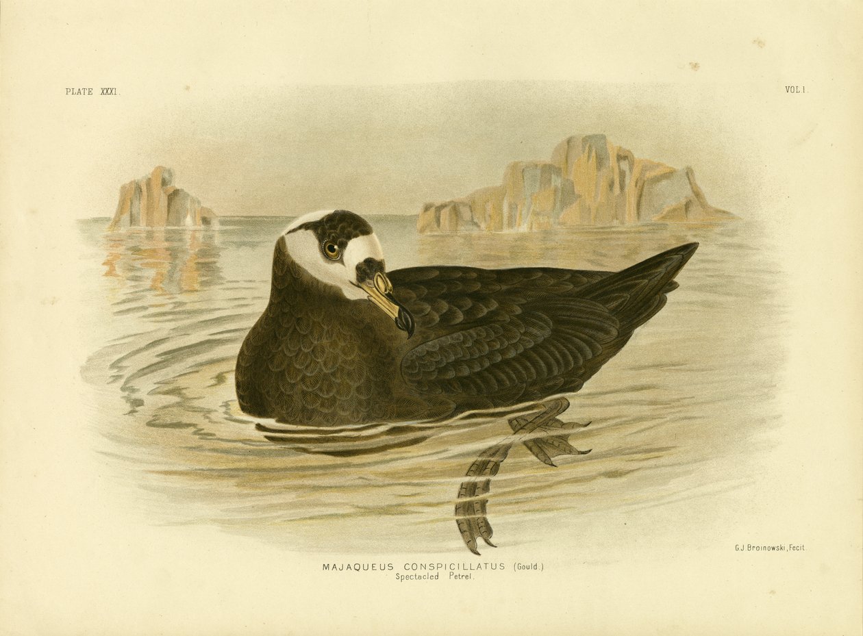 Petrel w okularach, 1891 autorstwa Gracius Broinowski