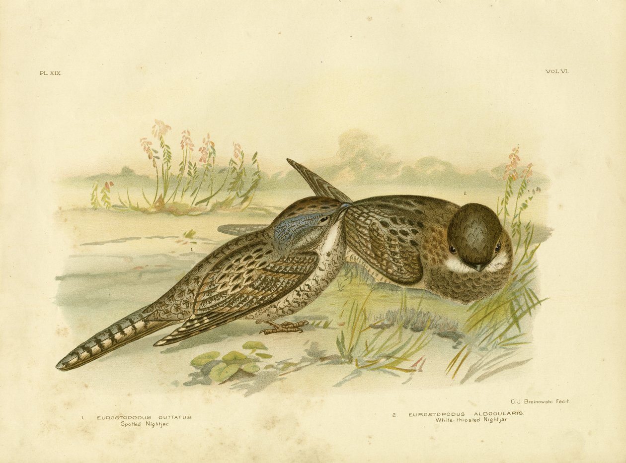 Nakrapiany Lelek, 1891 autorstwa Gracius Broinowski