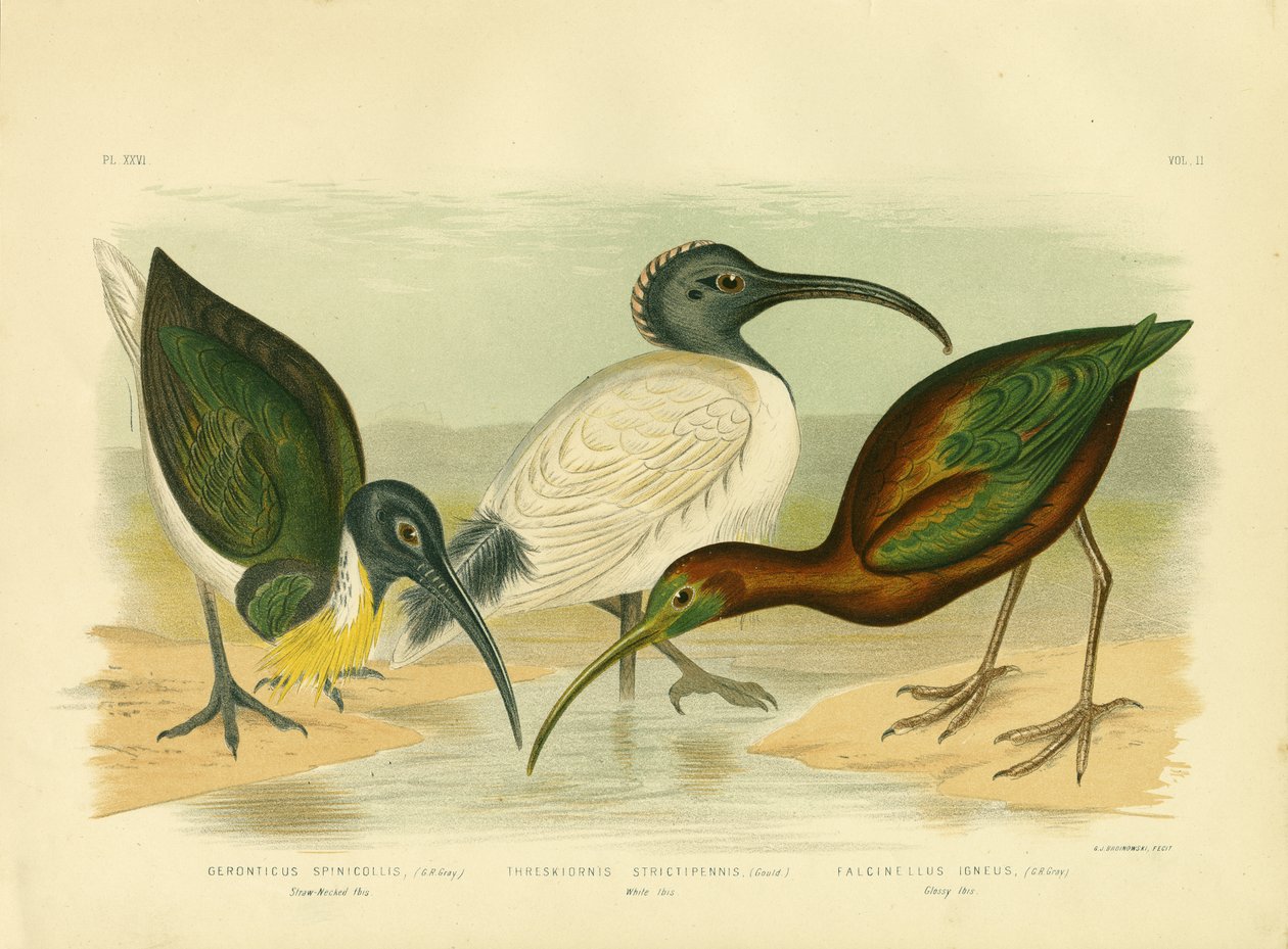 Ibis słomiany, 1891 autorstwa Gracius Broinowski