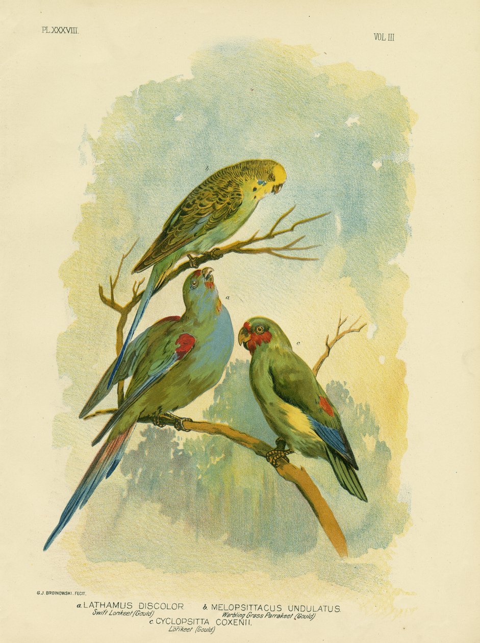Szybka Lorikeet, 1891 autorstwa Gracius Broinowski