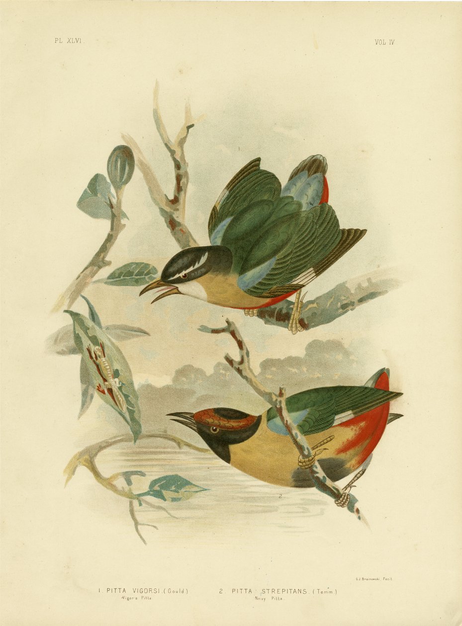 Pitta Vigora lub elegancka Pitta, 1891 autorstwa Gracius Broinowski