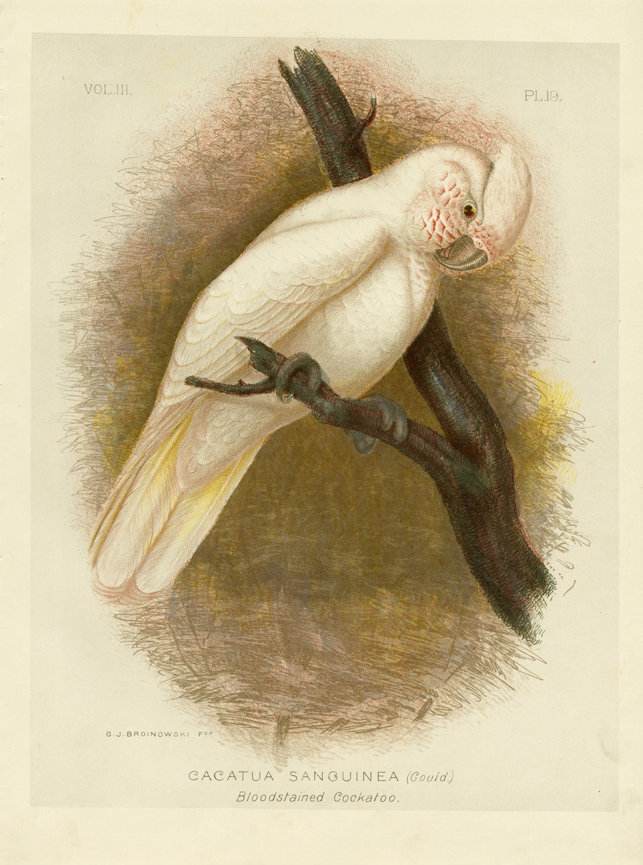 Kakadu Zakrwawiona, 1891 autorstwa Gracius Broinowski