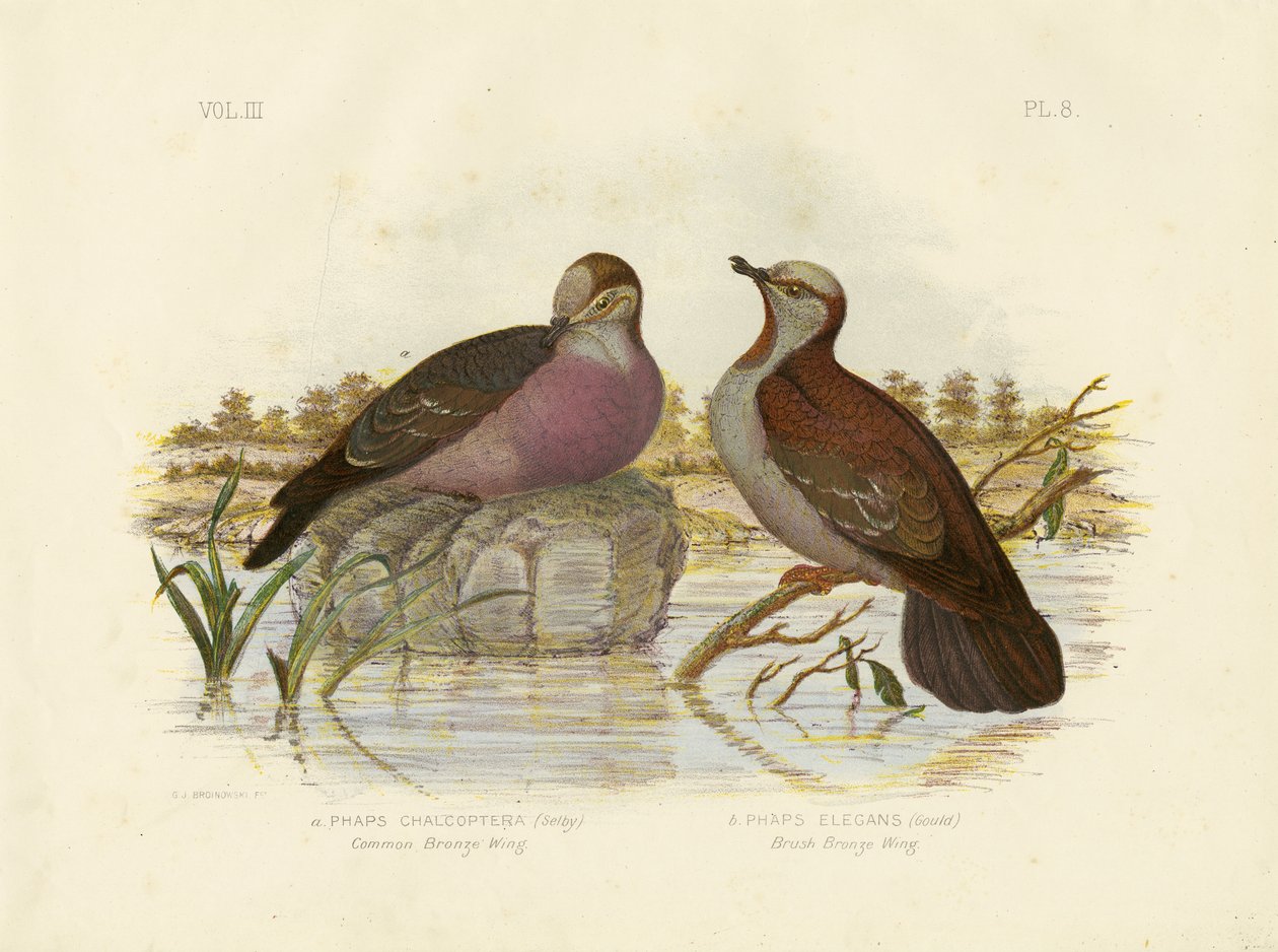 Bronzewing pospolity, 1891 autorstwa Gracius Broinowski