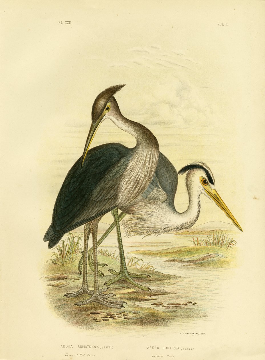 Czapla wielkodzioba lub czapla siwa, 1891 autorstwa Gracius Broinowski