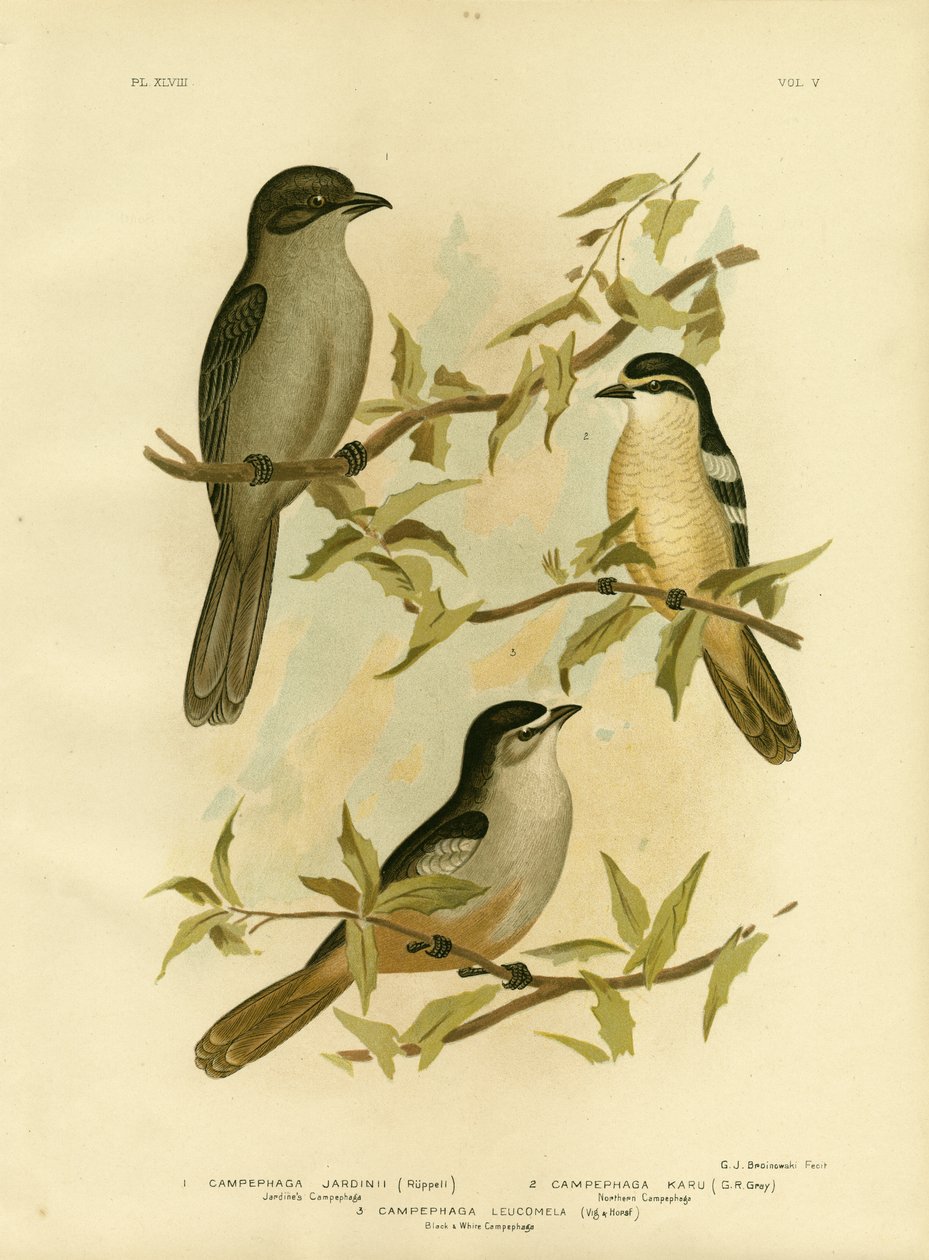 Jardines Campephaga Or Common Cicadabird, 1891 autorstwa Gracius Broinowski