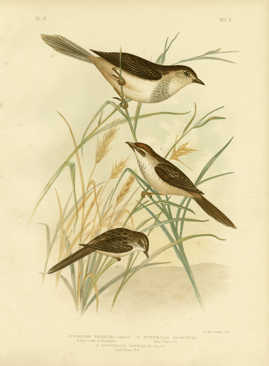 Cincloramphus Rufous lub Rufous Songlark, 1891 autorstwa Gracius Broinowski