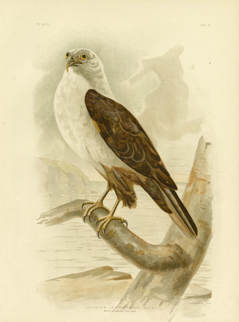 Bielik morski, 1891 autorstwa Gracius Broinowski