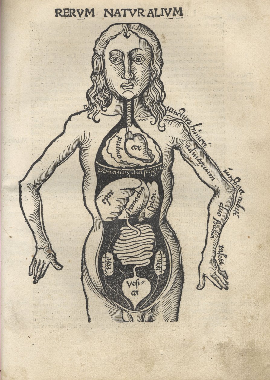 Margarita filozoficzna Anatomia, 1504 autorstwa Gregor Reisch
