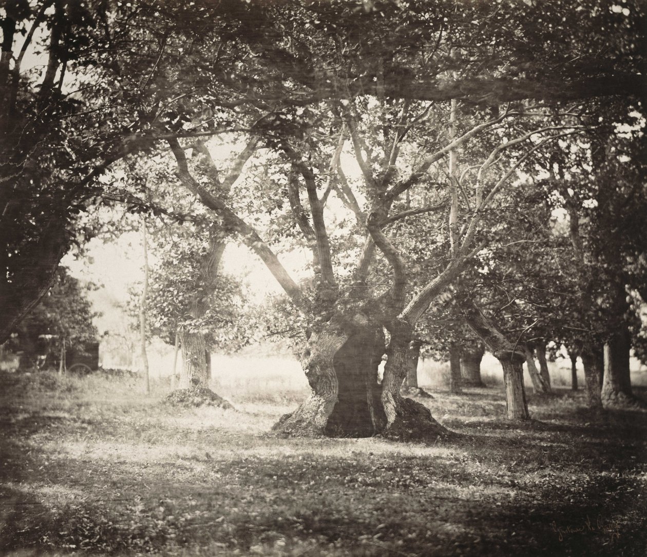 Drzewo, Las Fontainebleau autorstwa Gustave Le Gray