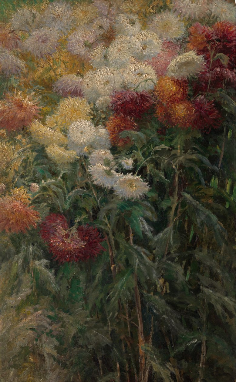 Chryzantemy w ogrodzie w Petit-Gennevilliers, 1893. autorstwa Gustave Caillebotte