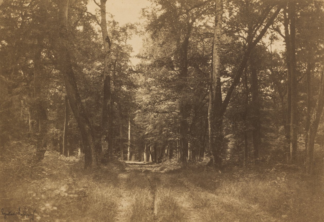 Bas-Bréau, Las Fontainebleau, 1849-1852. autorstwa Gustave Le Gray