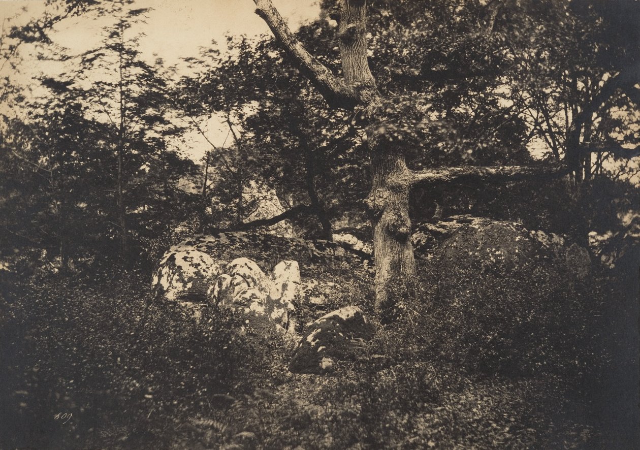 Dąb w skałach w Fontainebleau, 1849-52. autorstwa Gustave Le Gray