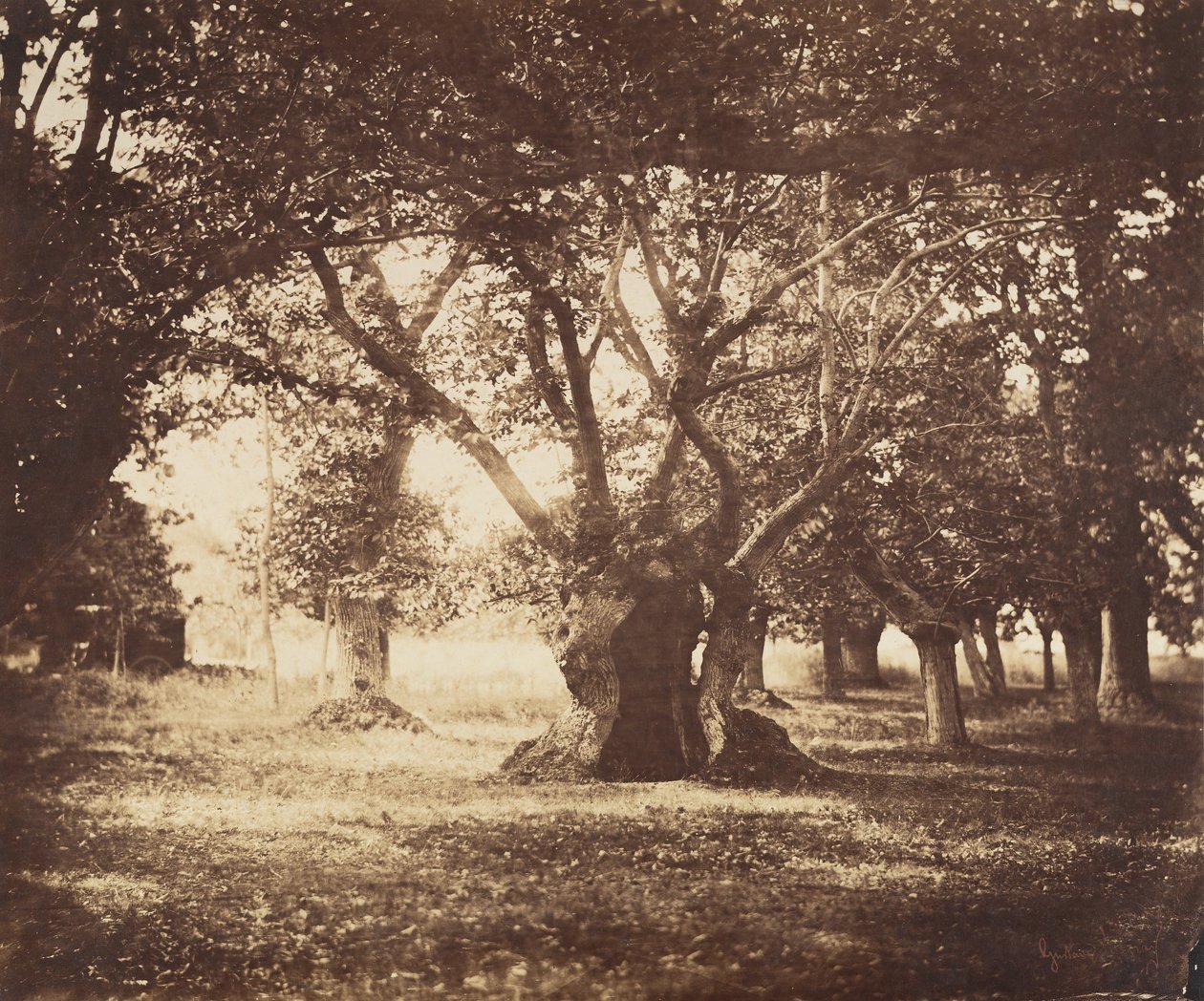 Pusty dąb, Fontainebleau, 1855-57. autorstwa Gustave Le Gray