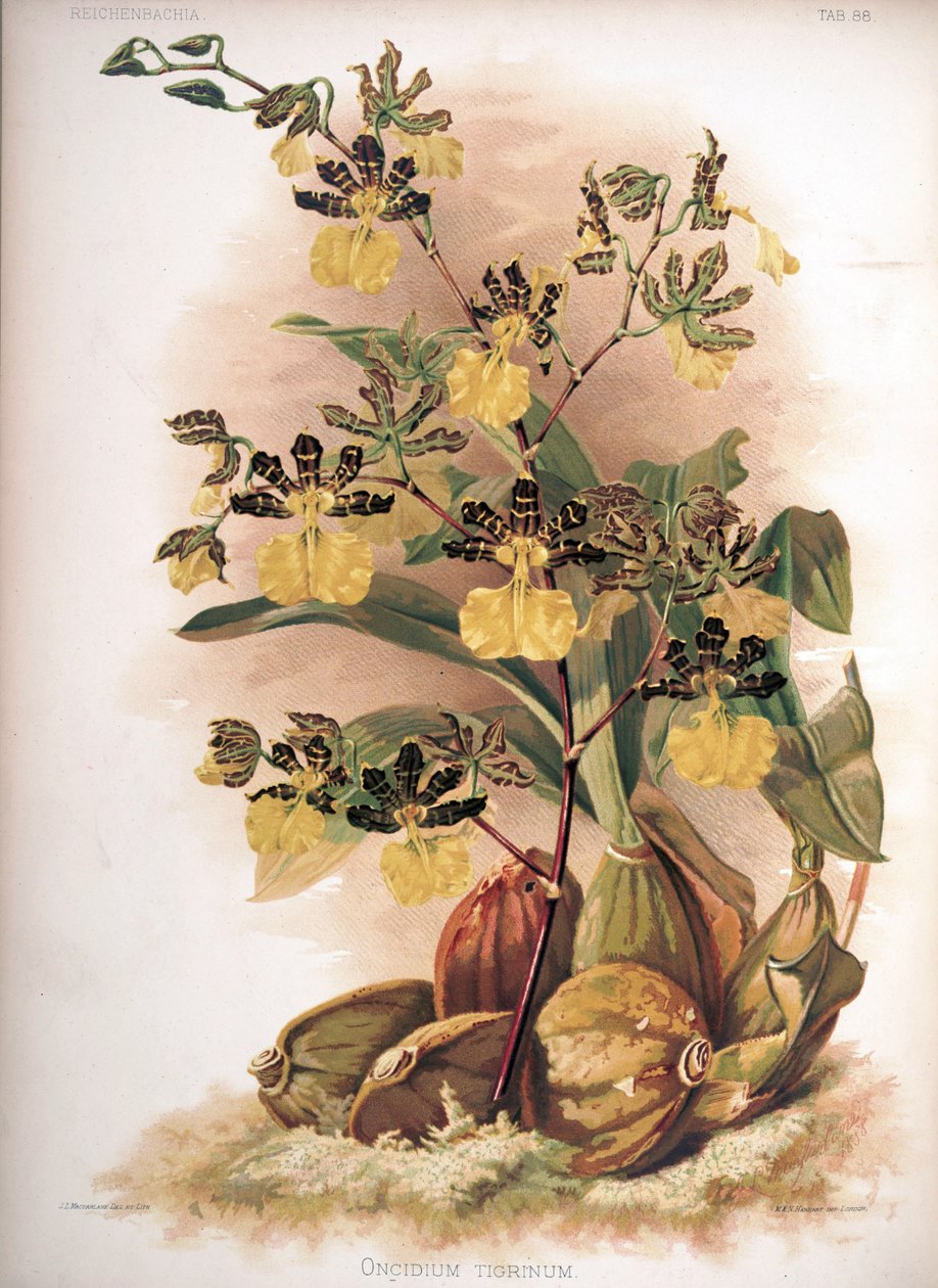 Oncidium tigrinum autorstwa H. Sotheran and Co.