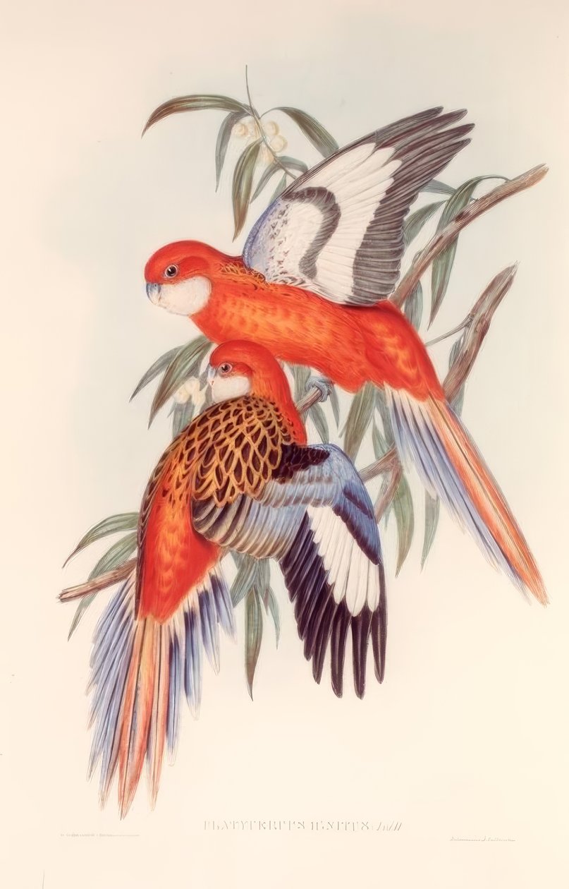 OGNISTY PLATECER autorstwa H.C. Richter