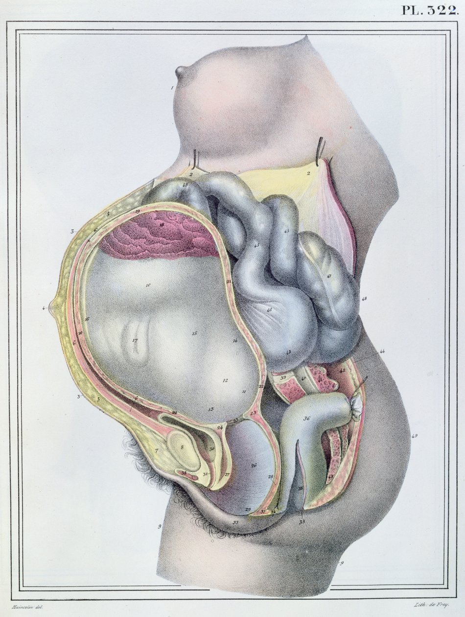 Anatomia kobiety w ciąży, z „Manuel d