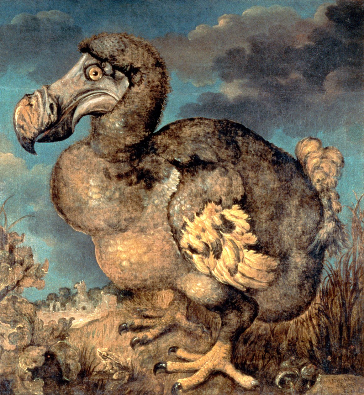 The Dodo, 1651 autorstwa Hans I Savery