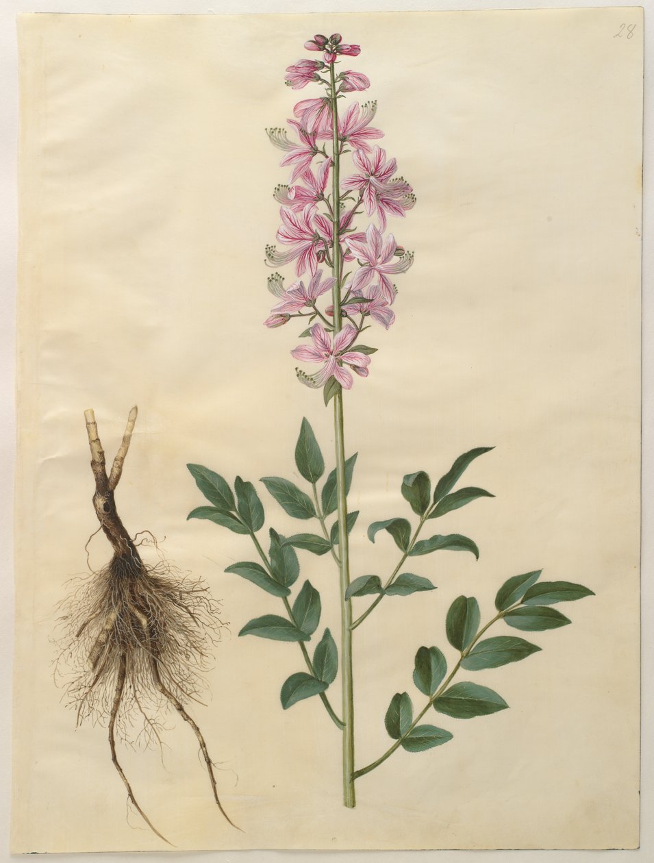 Dictamnus albus autorstwa Hans Simon Holtzbecker