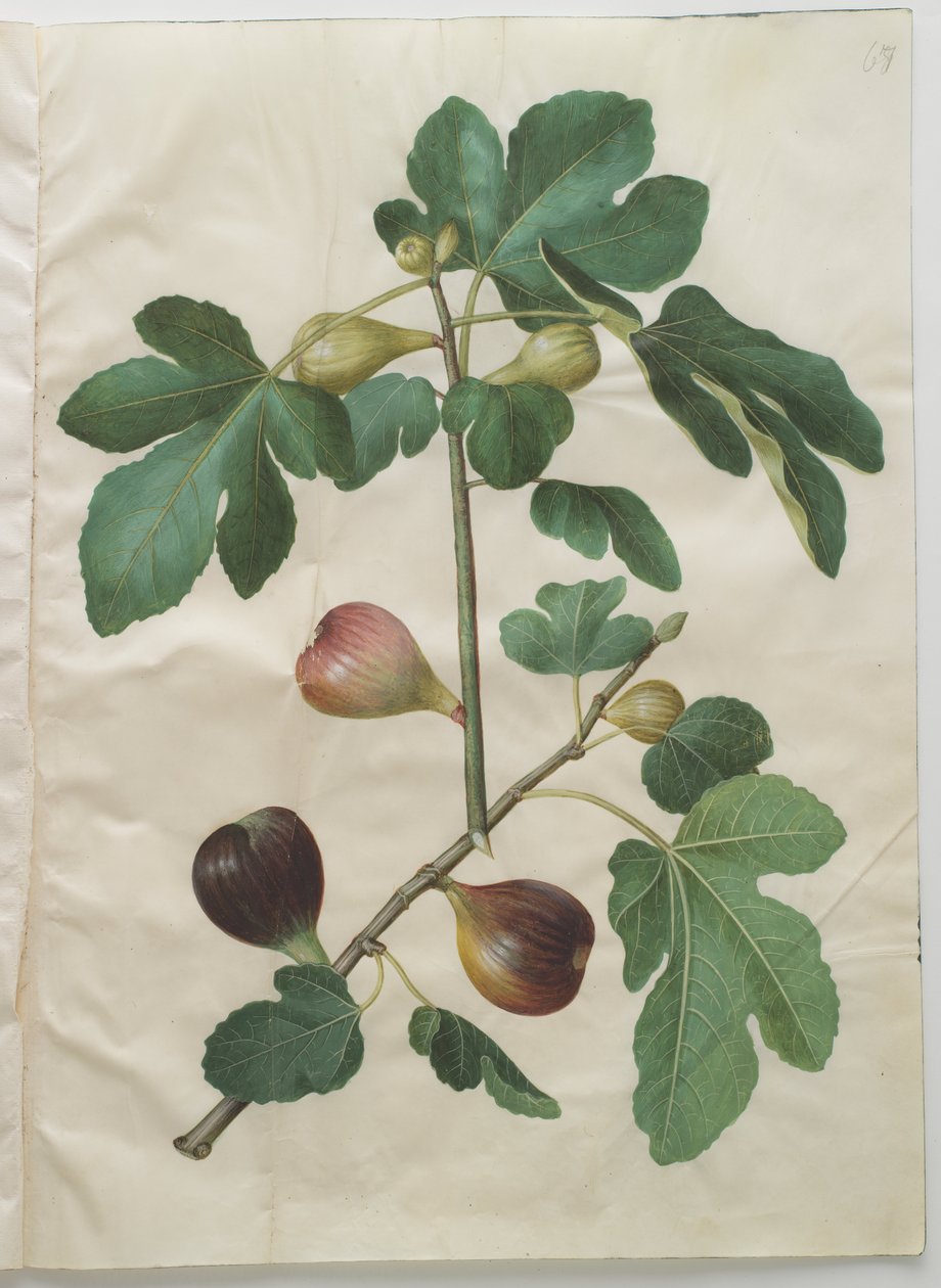 Ficus carica autorstwa Hans Simon Holtzbecker