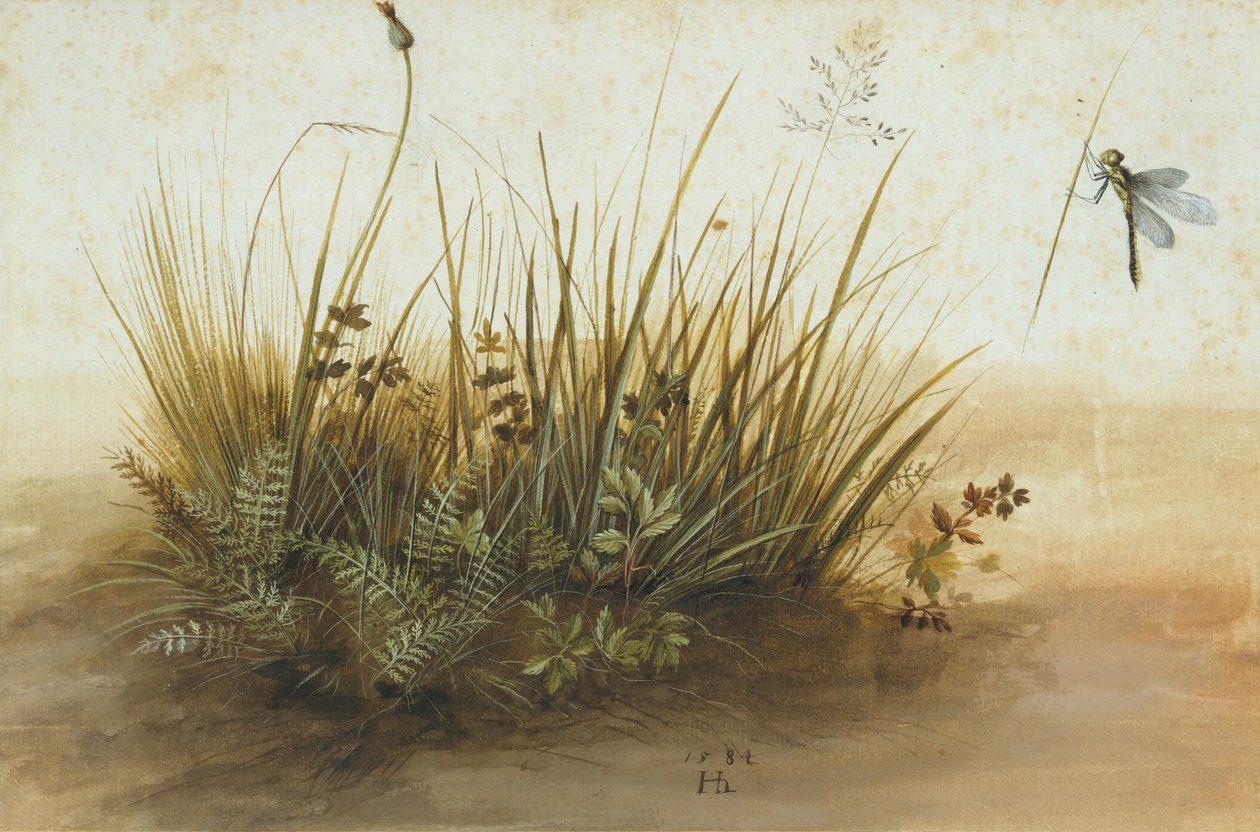 Mały kawałek darni, 1584. autorstwa Hans Hoffmann