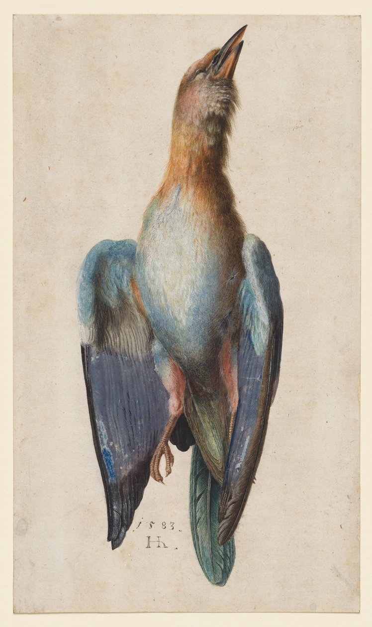 Dead Blue Roller, 1583. autorstwa Hans Hoffmann