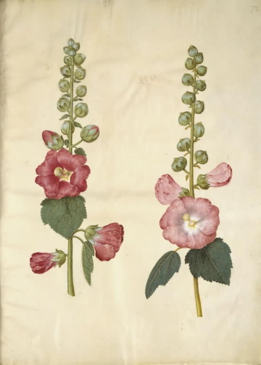 Alcea rosea (mleczna stokroza) autorstwa Hans Simon Holtzbecker