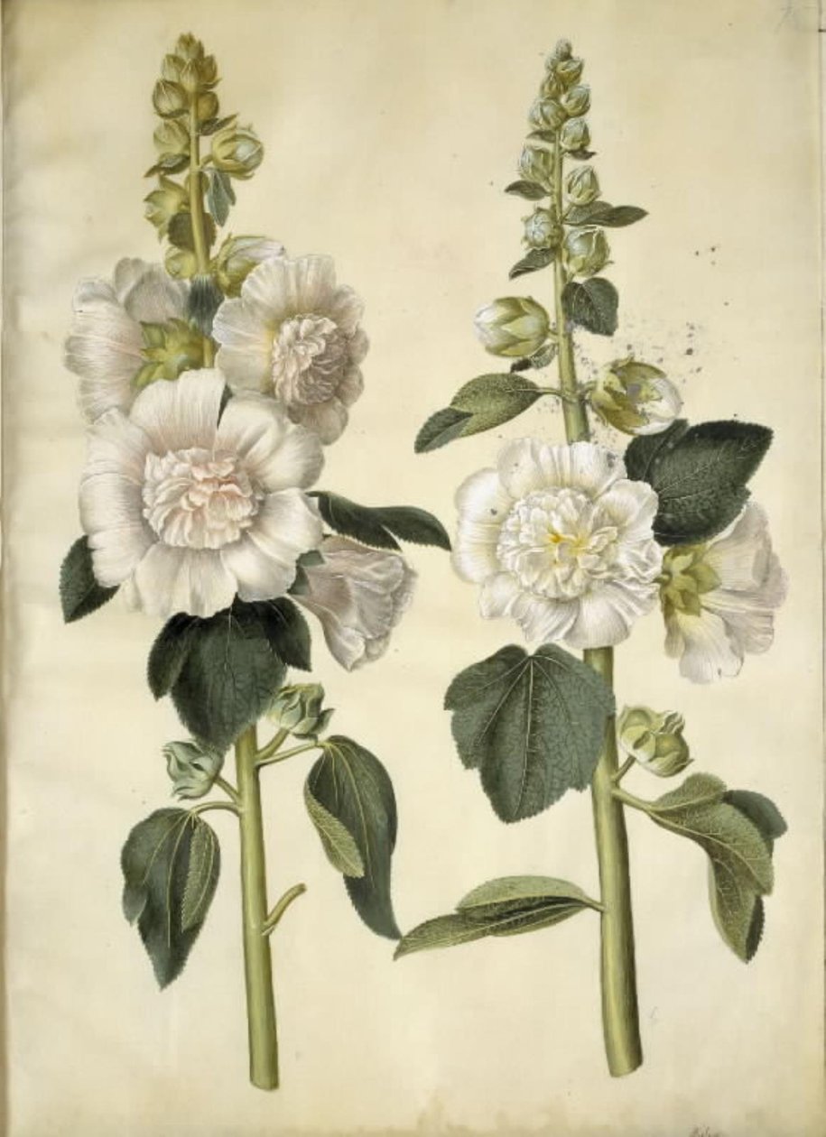 Alcea rosea (mleczna stokroza) autorstwa Hans Simon Holtzbecker