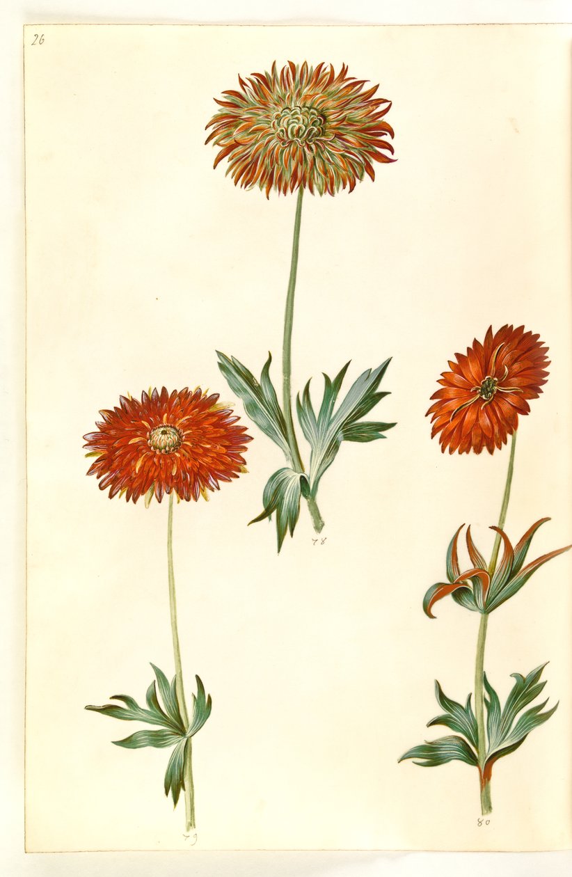 Zawilec ×fulgens (błyszczący zawilec) autorstwa Hans Simon Holtzbecker