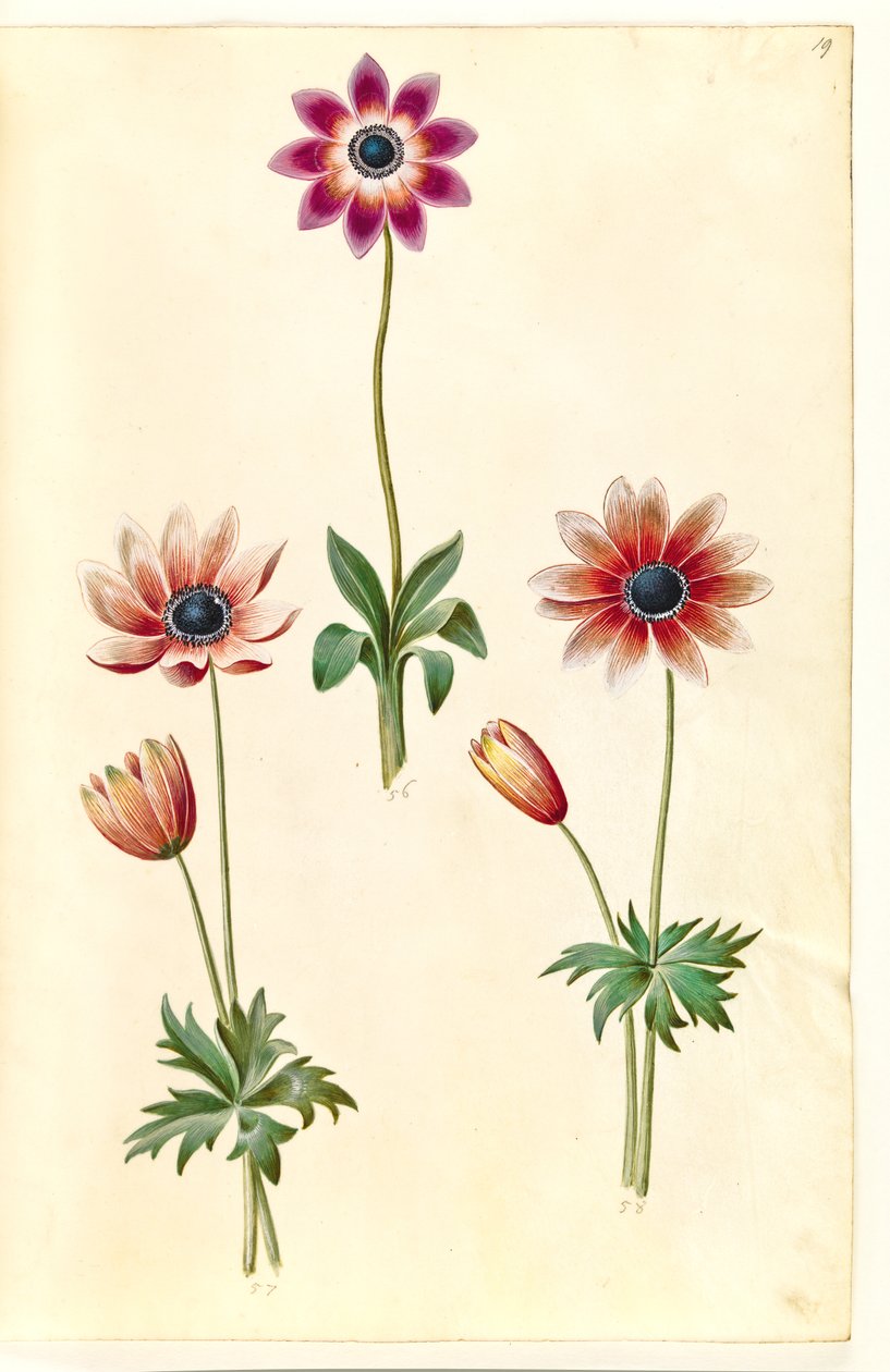 Anemon pavonina (zawilec paw) autorstwa Hans Simon Holtzbecker