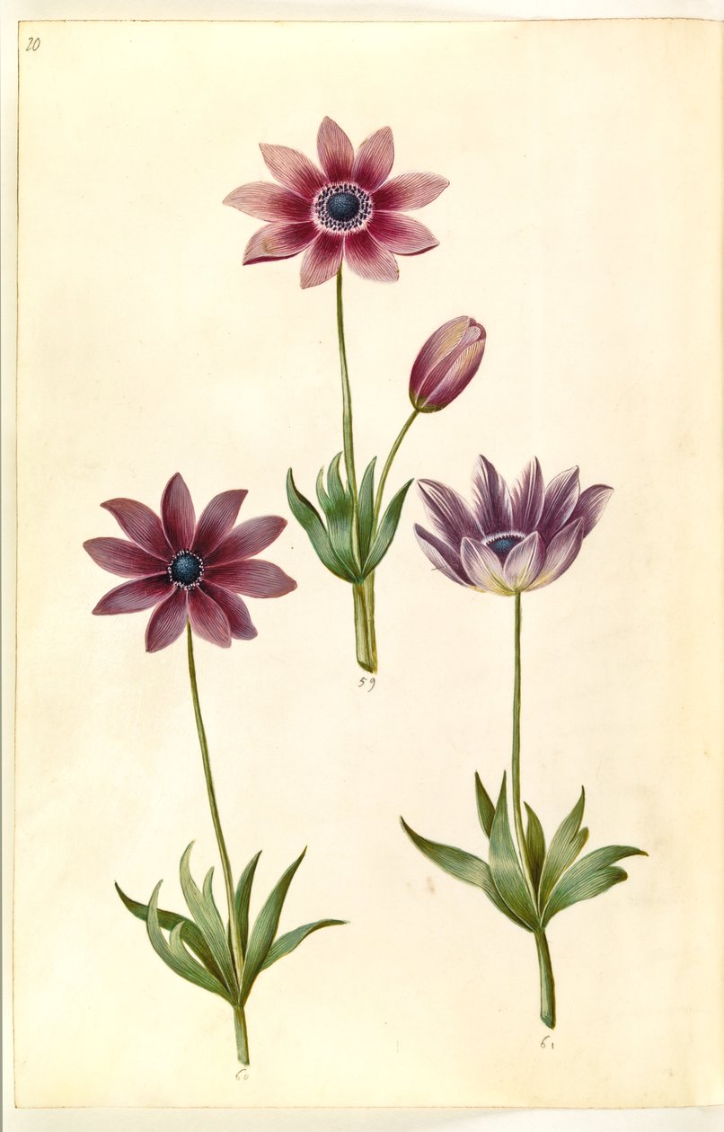 Anemon pavonina (zawilec paw) autorstwa Hans Simon Holtzbecker