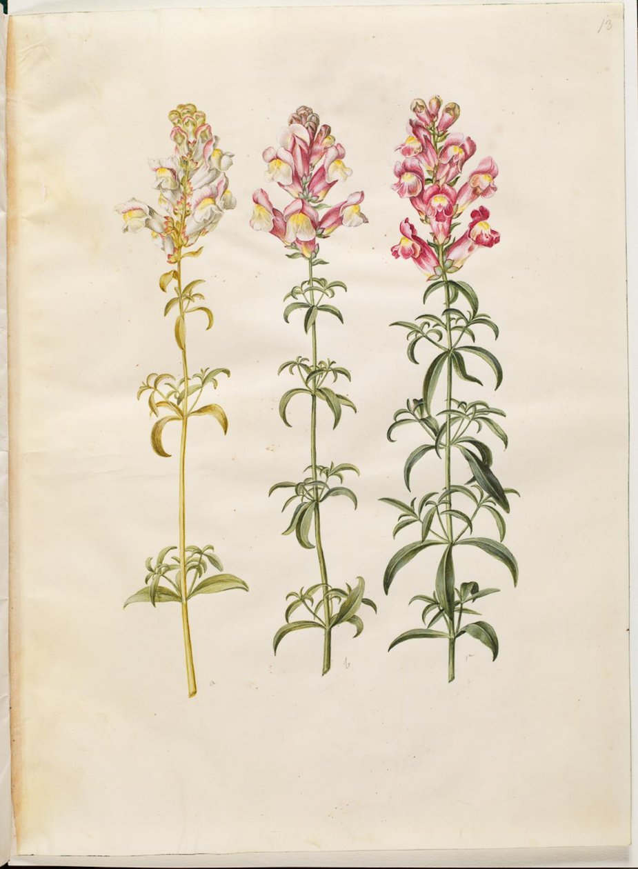 Antirrhinus majus (have-løvemund) autorstwa Hans Simon Holtzbecker