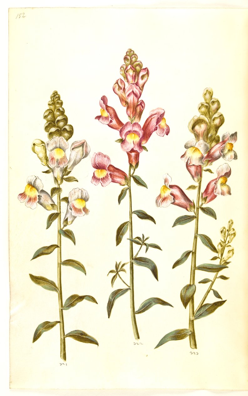 Antirrhinus majus (have-løvemund) autorstwa Hans Simon Holtzbecker