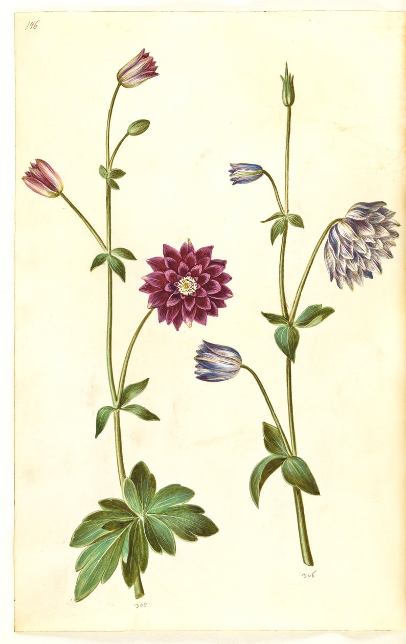 Aquilegia vulgaris (pospolity orlik) autorstwa Hans Simon Holtzbecker