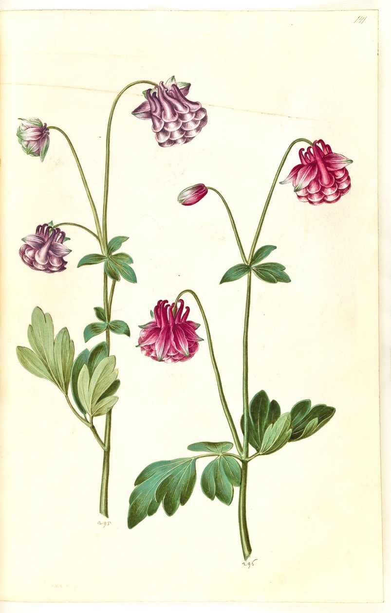 Aquilegia vulgaris (pospolity orlik) autorstwa Hans Simon Holtzbecker
