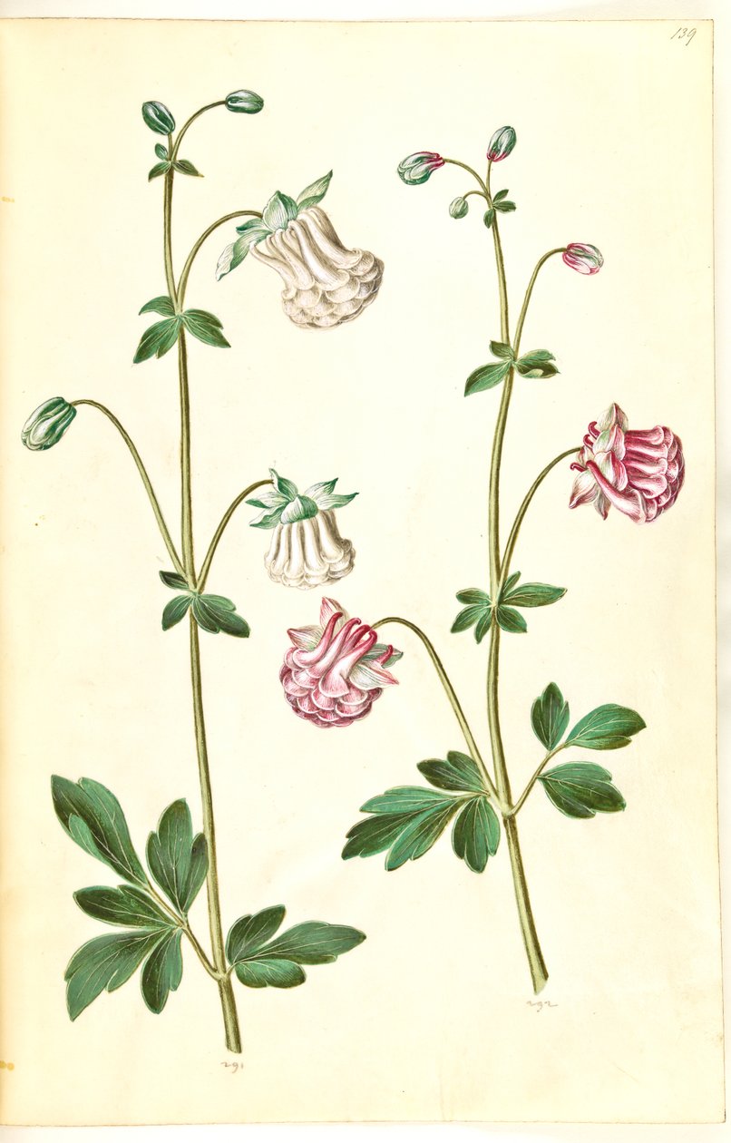 Aquilegia vulgaris (pospolity orlik) autorstwa Hans Simon Holtzbecker