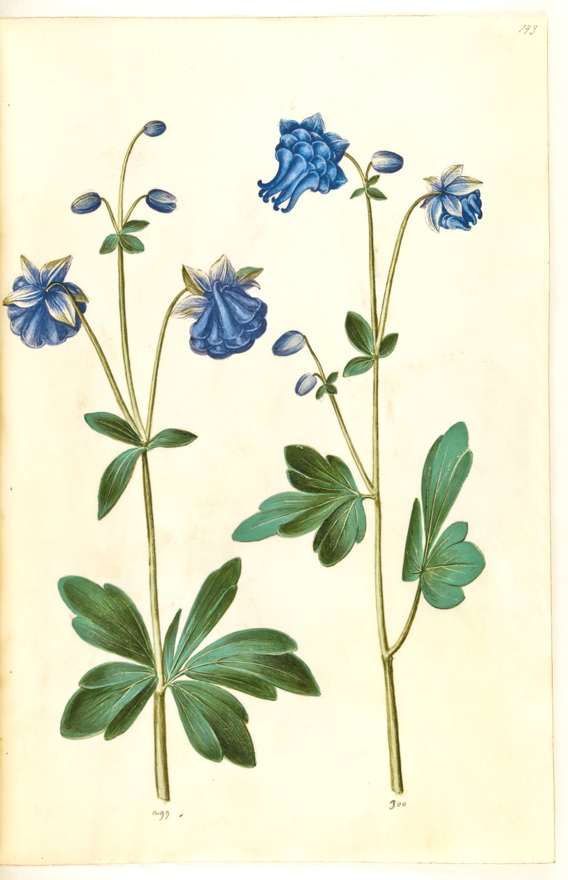 Aquilegia vulgaris (pospolity orlik) autorstwa Hans Simon Holtzbecker
