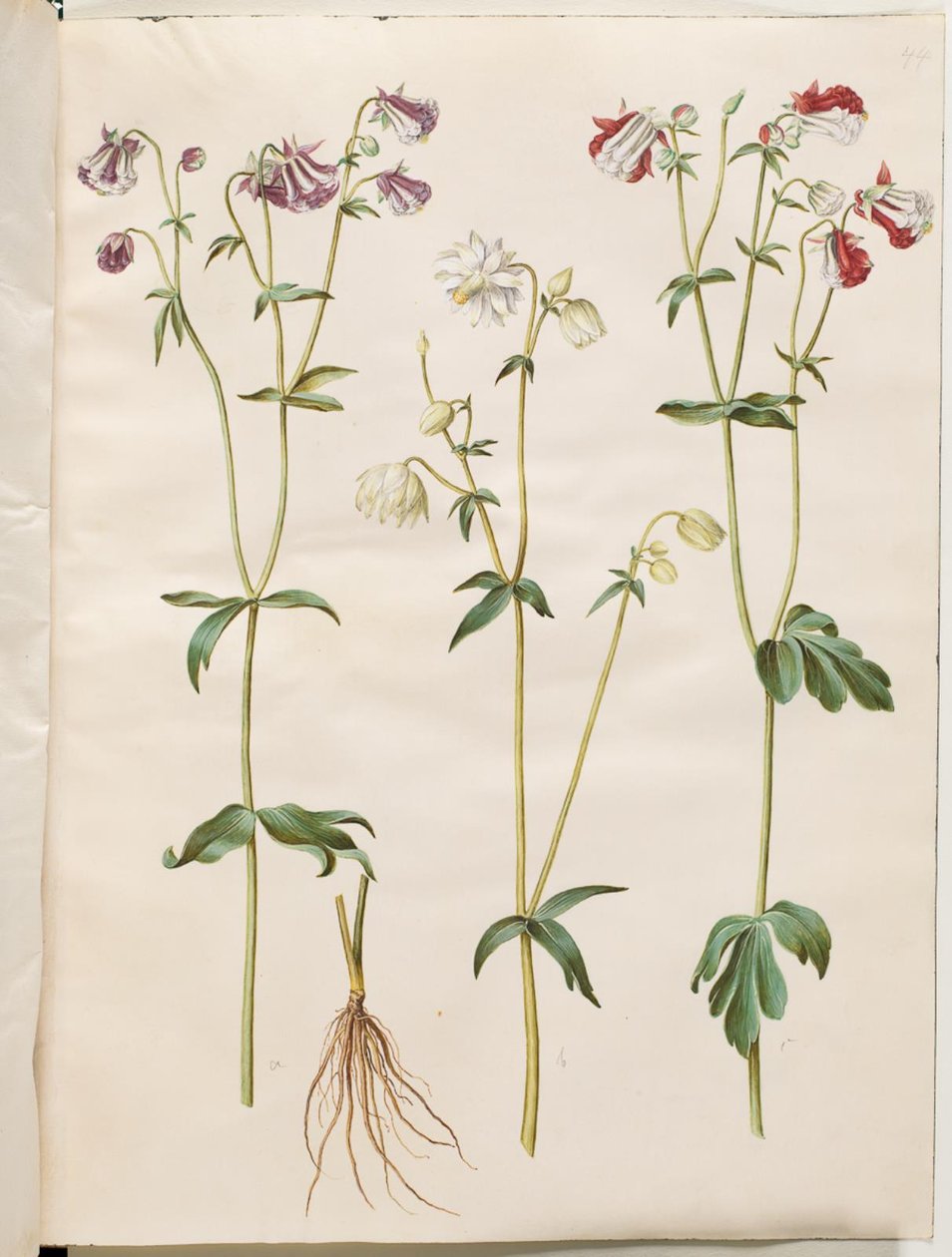 Aquilegia vulgaris (pospolity orlik) autorstwa Hans Simon Holtzbecker
