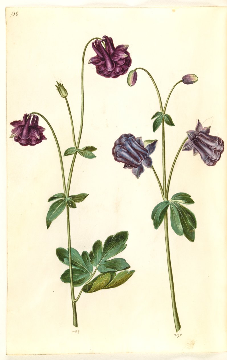 Aquilegia vulgaris (pospolity orlik) autorstwa Hans Simon Holtzbecker
