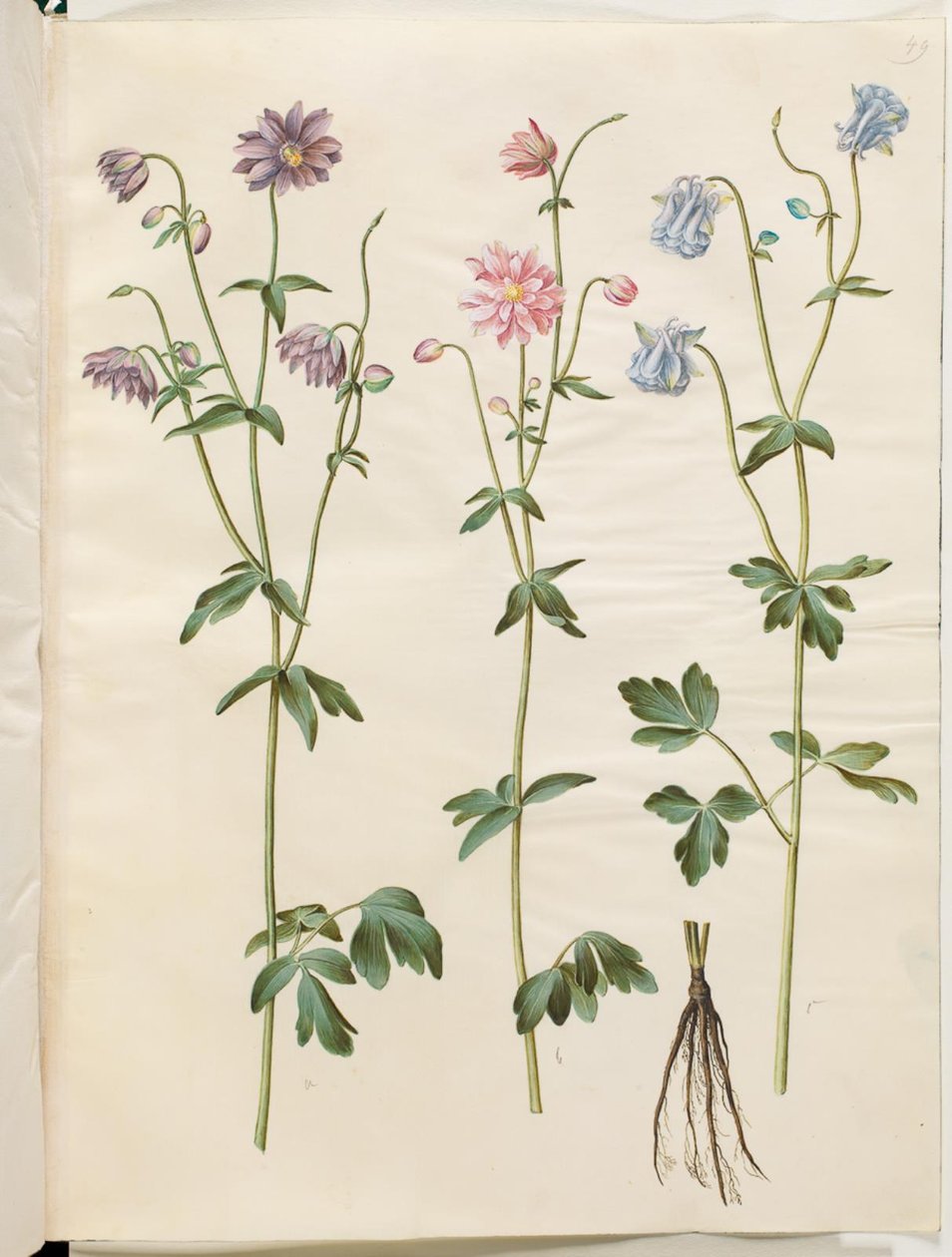 Aquilegia vulgaris (pospolity orlik) autorstwa Hans Simon Holtzbecker