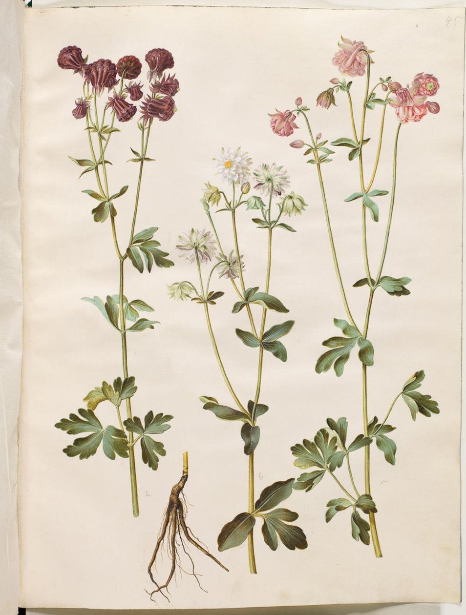 Aquilegia vulgaris (pospolity orlik) autorstwa Hans Simon Holtzbecker