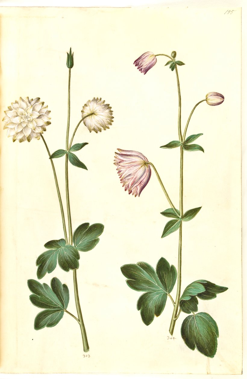 Aquilegia vulgaris (pospolity orlik) autorstwa Hans Simon Holtzbecker