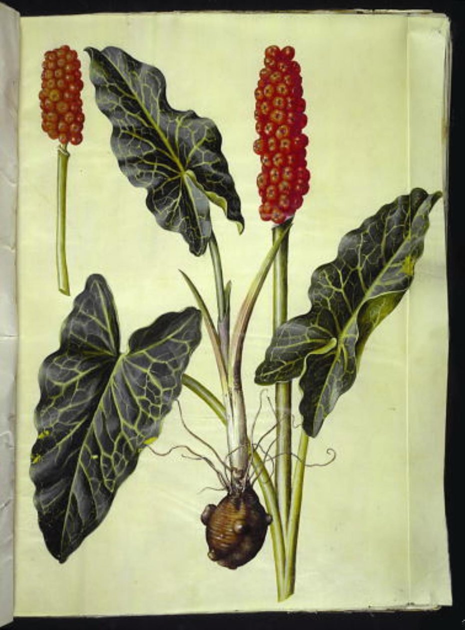Arum włoski (arum włoski) autorstwa Hans Simon Holtzbecker