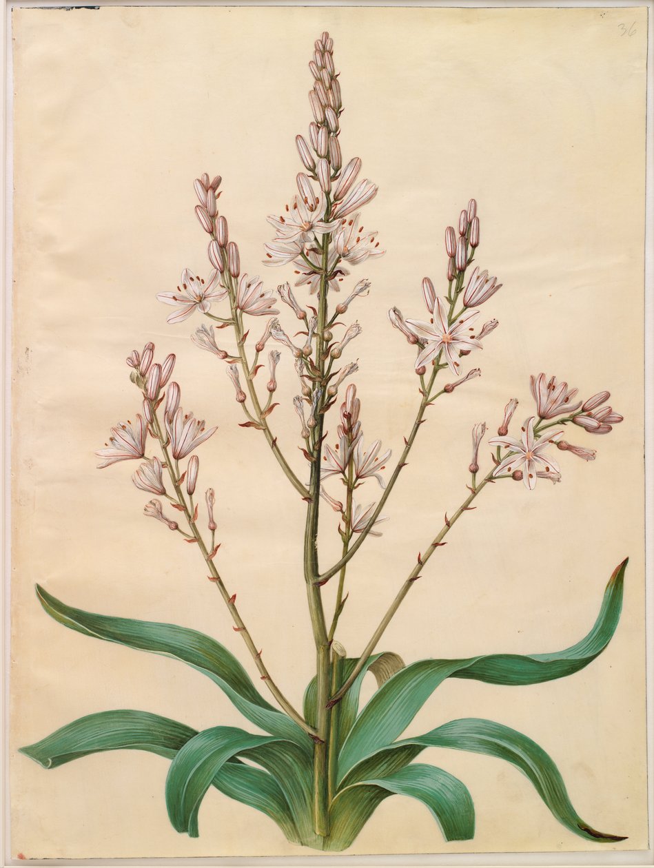 Asphodelus ramosus autorstwa Hans Simon Holtzbecker
