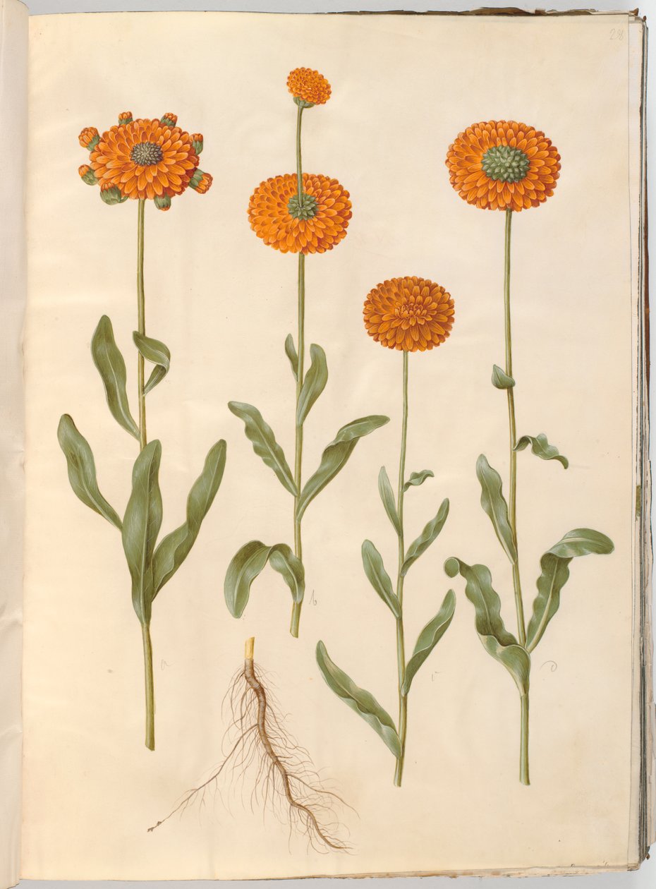 Calendula officinalis (nagietek ogrodowy) autorstwa Hans Simon Holtzbecker