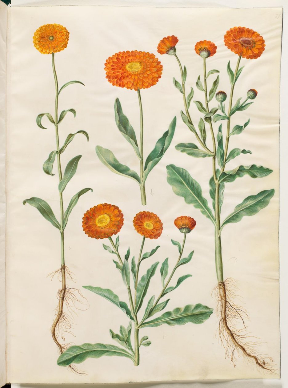 Calendula officinalis (nagietek ogrodowy) autorstwa Hans Simon Holtzbecker