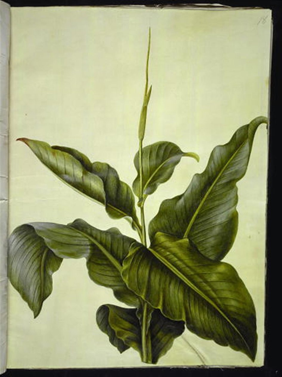 kanna (oko) autorstwa Hans Simon Holtzbecker