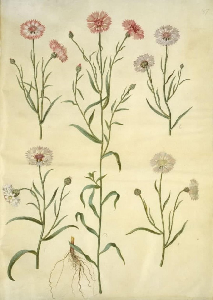 Centaurea cyanus (chaber) autorstwa Hans Simon Holtzbecker