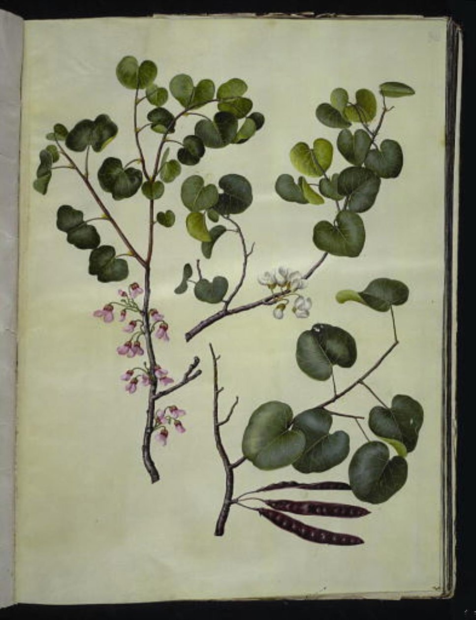 Cercis siliquastrum (almindelig judastræ) autorstwa Hans Simon Holtzbecker